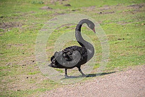 Australian black swan, Cygnus atratus, portrait. Close up of black swan head with red beak and eyes