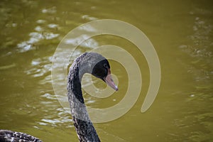 Australian black swan, Cygnus atratus, portrait. Close up of black swan head with red beak and eyes