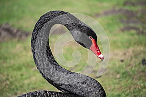 Australian black swan, Cygnus atratus, portrait. Close up of black swan head with red beak and eyes