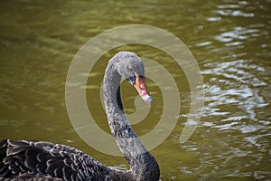 Australian black swan, Cygnus atratus, portrait. Close up of black swan head with red beak and eyes