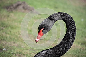 Australian black swan, Cygnus atratus, portrait. Close up of black swan head with red beak and eyes