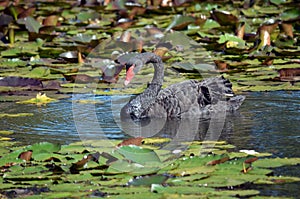 Australian Black Swan, Cygnus atratus,