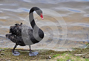 Australian Black Swan Walking