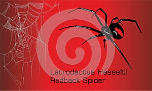 Australian black widow Spider