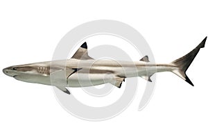 Australian blacktip shark