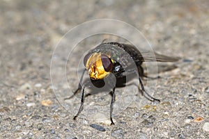 Australian blowfly