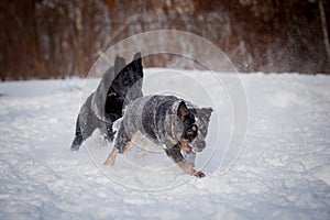 Australian blue Cattle Dog with east-european shepherd dog on the winter field