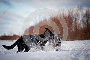 Australian blue Cattle Dog with east-european shepherd dog on the winter field