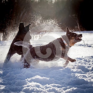 Australian blue Cattle Dog with east-european shepherd dog on the winter field