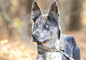 Australian Blue Heeler and Catahoula mix dog with blue eyes and merle coat outside on leash