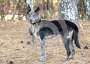 Australian Blue Heeler and Catahoula mix dog with blue eyes and merle coat outside on leash