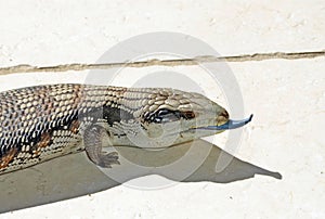 Australian Blue Tongue Lizard