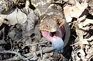 Australian Blue Tongue Lizard on forest floor