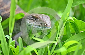 Australian Blue tongue lizard in grass