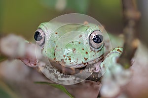 Australian blue tree frog, litoria (Litoria caerulea