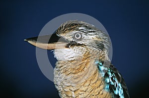 Australian Blue winged Kookaburra close-up