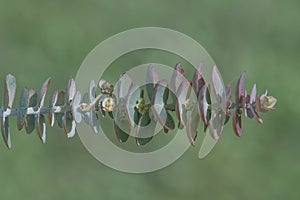 Australian Book-leaf mallee Eucalyptus kruseana, leaves