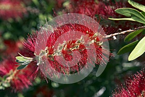 Australian Bottle-Brush