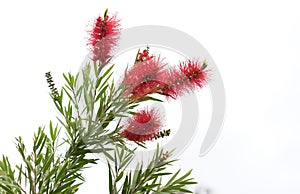 Australian Bottlebrush Callistemon Flowers