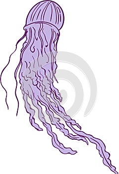 Australian Box Jellyfish Drawing