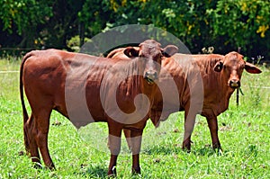 Australian bred Brangus beef bulls cattle