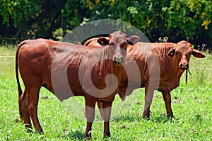 Australian bred Brangus beef bulls cattle photo