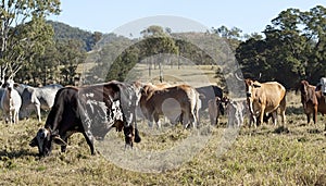 Australian brindled cow, beef cattle herd