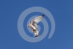 Australian brown falcon in flight