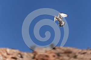 Australian brown falcon in flight