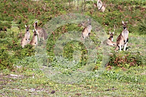 Australian brown kangaroos in field next to housing estate