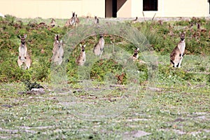 Australian brown kangaroos in field next to housing estate