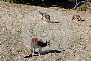 Australian brown kangaroos on golf course