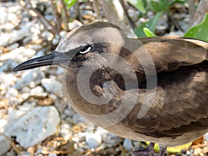 Australian Brown Noddy