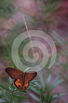 Australian Brown Ringlet Nymph Butterfly