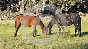 An Australian Brumby Mare and Juvenile Colt