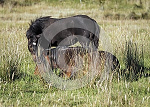 An Australian Brumby Stallion and one of his Foals