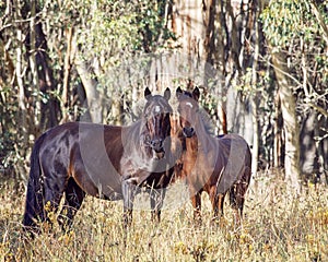 An Australian Brumby Wild Horse and her Foal