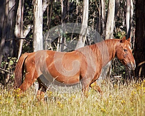 An Australian Brumby wild horse Stallion