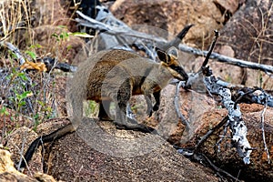 An Australian Brush Tailed Rock Wallaby photo