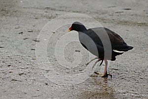 Australian Brush Turkey