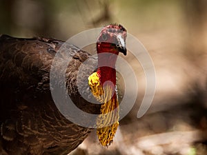 Australian brush-turkey