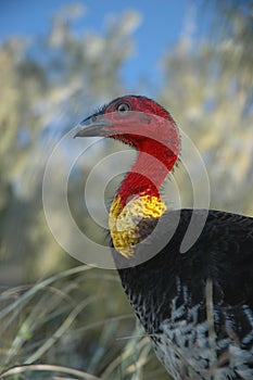 Australian Brush Turkey