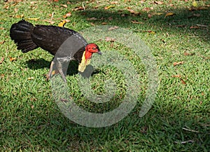 Australian Brush Turkey