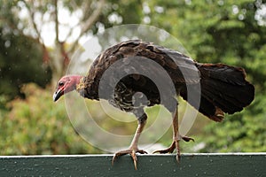 Australian Brush-turkey (Alectura lathami)