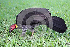 Australian brush-turkey (Alectura lathami)