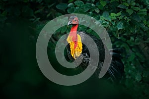 Australian brush turkey or Australian gweela, Alectura lathami, in the nature forest habitat. Black bird with red face and yellow