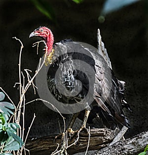 Australian brush-turkey on the branch 1