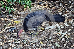 Australian Brush Turkey on forest