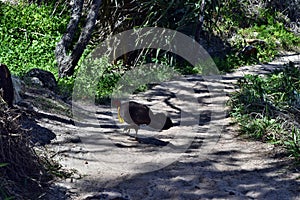 Australian Brush Turkey on forest