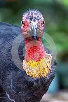 Australian Brush Turkey in Queensland Australia